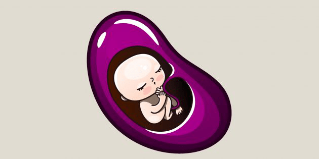 Pregnancy Weeks 5–6: Baby size comparable to a bean