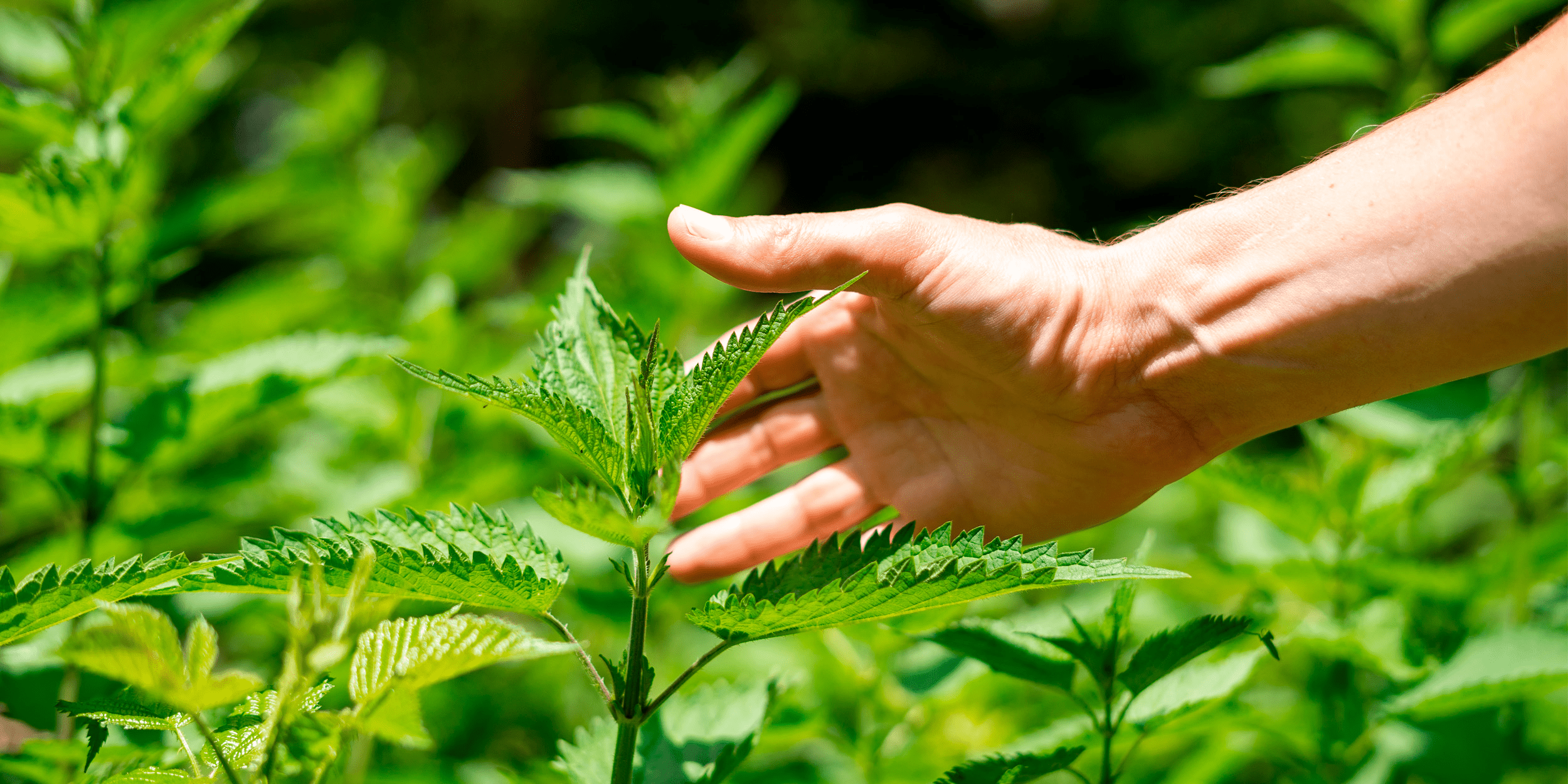 Как быстро избавиться от зуда после ожога крапивой: проверенные советы