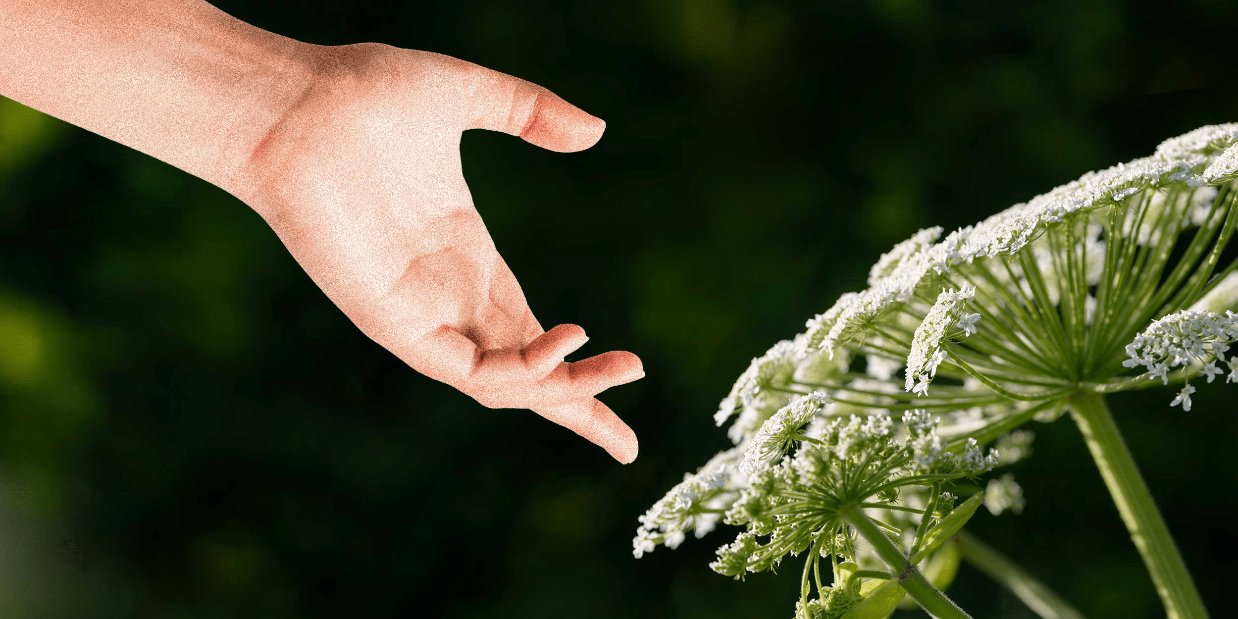 Опасное растение, которое нельзя трогать: как защитить себя и что делать при ожоге