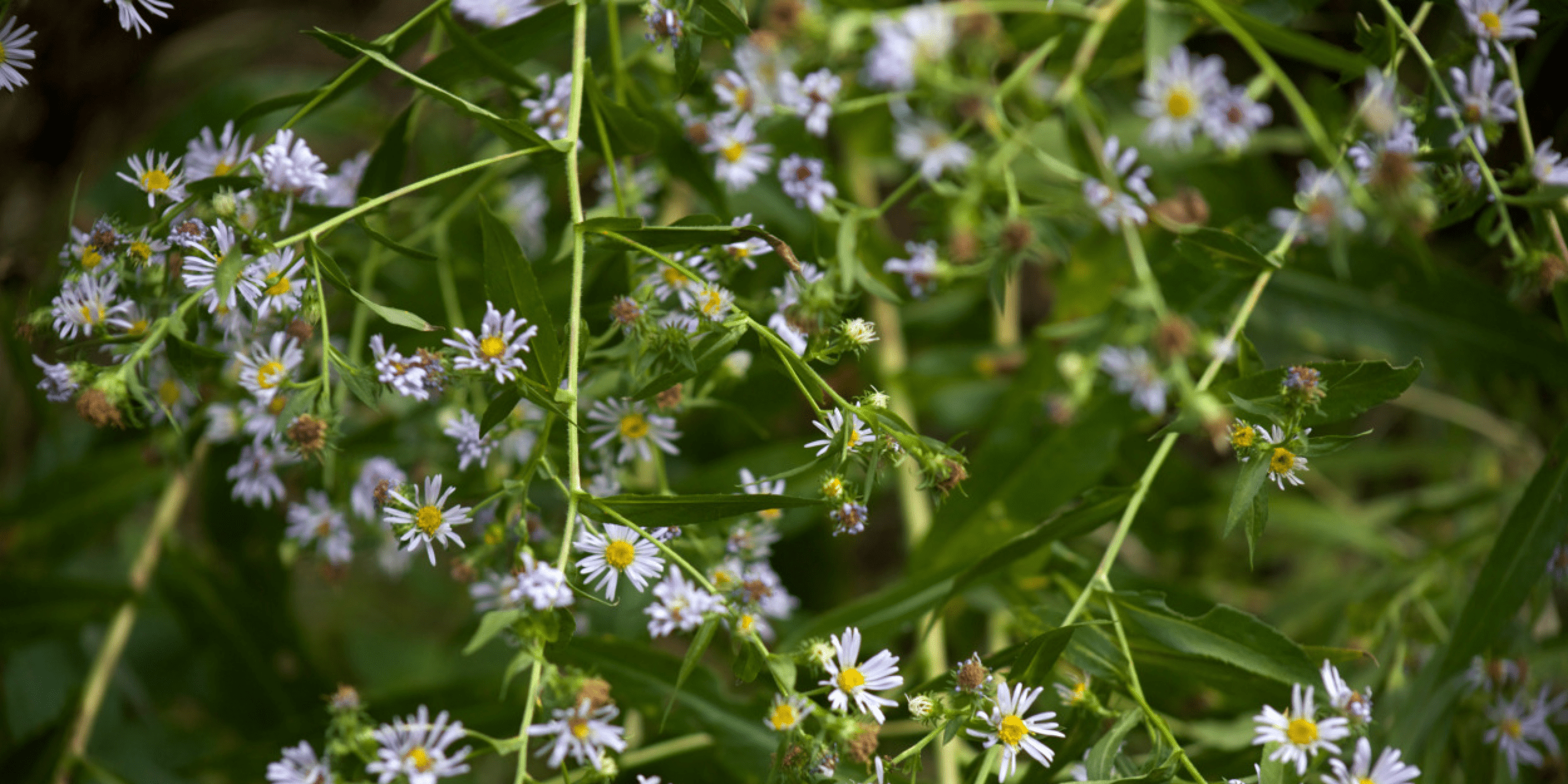 Как победить весеннюю аллергию: эффективные методы борьбы