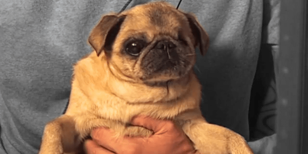 Ilm-fan Yangi Loyihasi: Itlarning Umrini Uzaytirishga Qaratilgan Innovatsiya