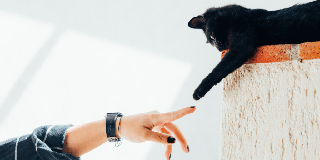 Как завоевать доверие кошки: секреты правильного общения