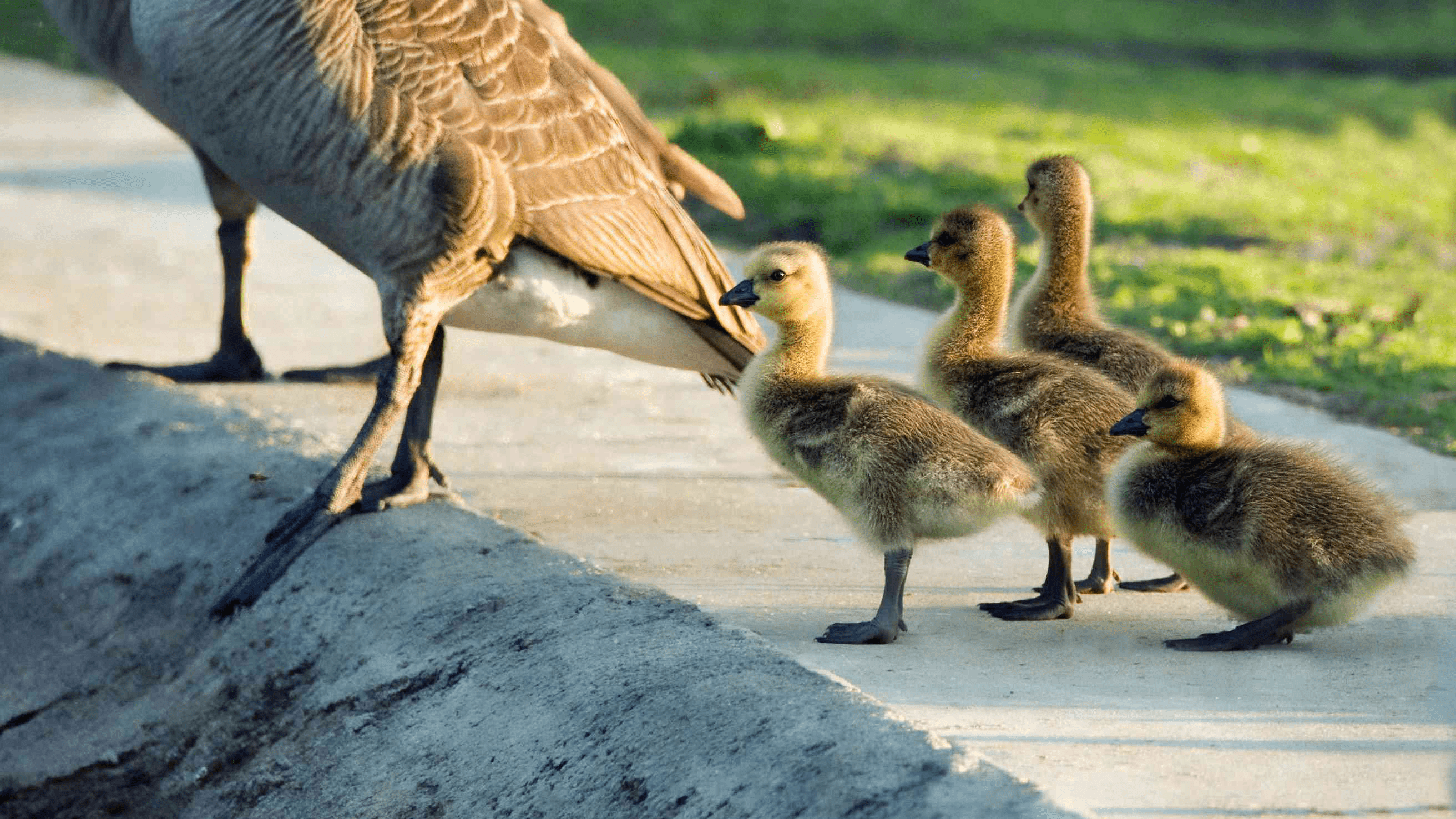 Почему инстинкты управляют нашей мотивацией: взгляд с точки зрения биологии и психологии