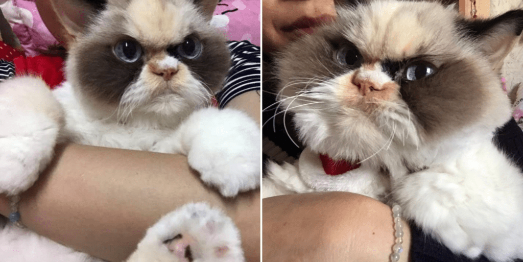 Восходящая звезда интернета: новая сердитая кошка, покоряющая сердца