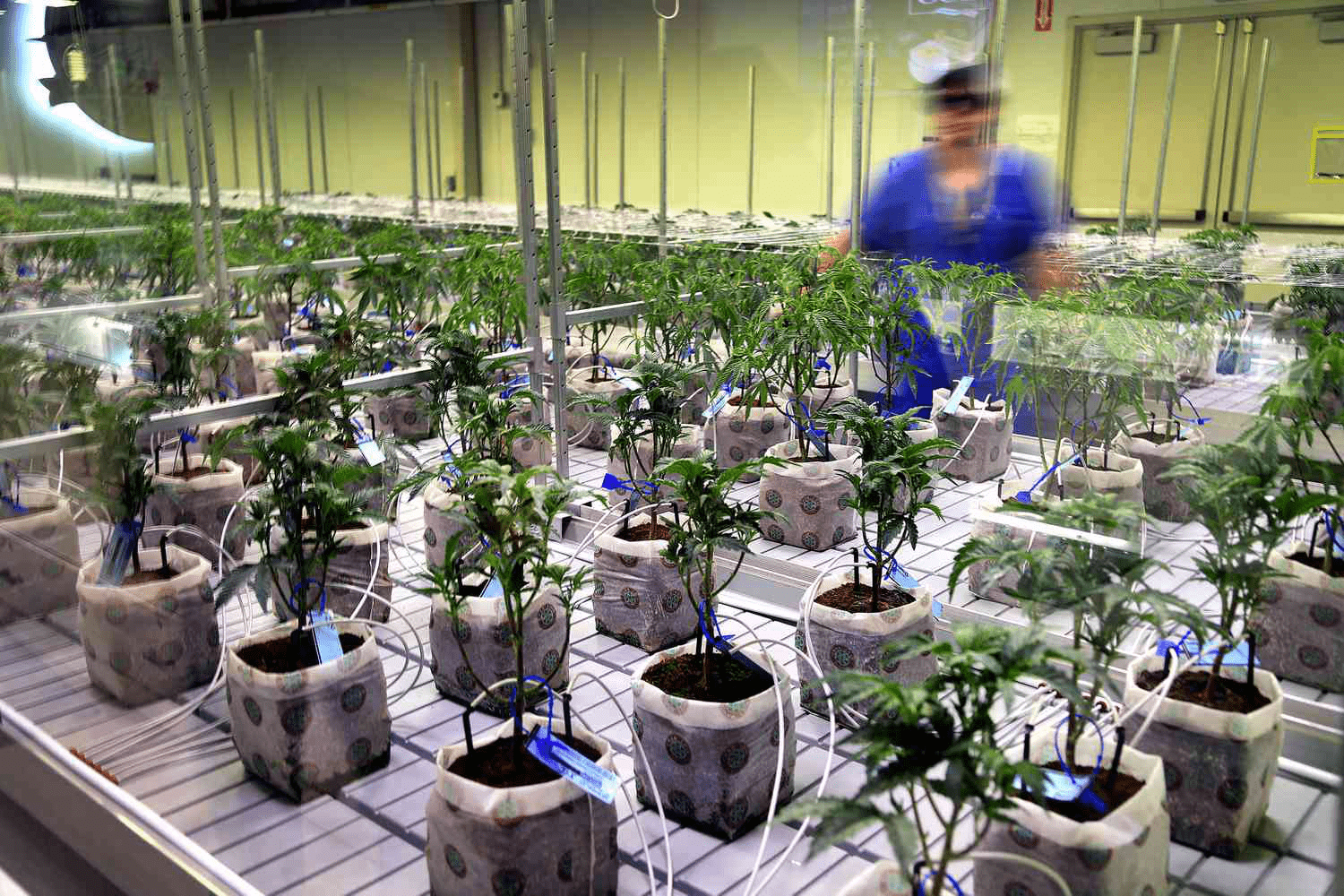 Cannabis Stocks Surge in 2025 Following DEA’s Proposed Marijuana Reclassification