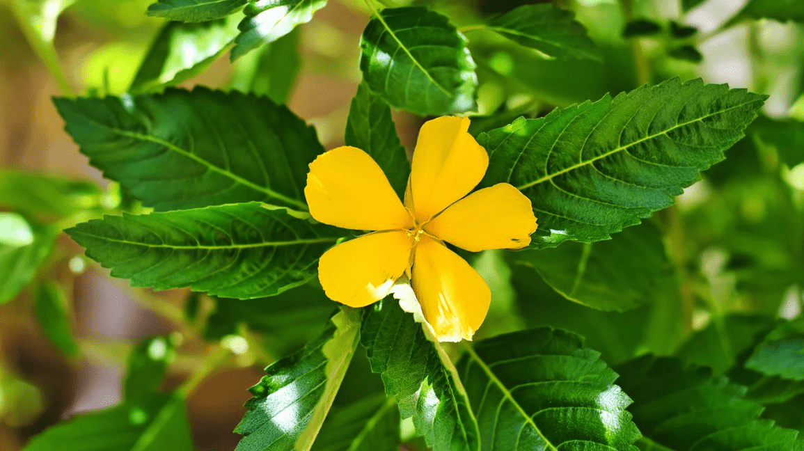 Цветок дамьяны