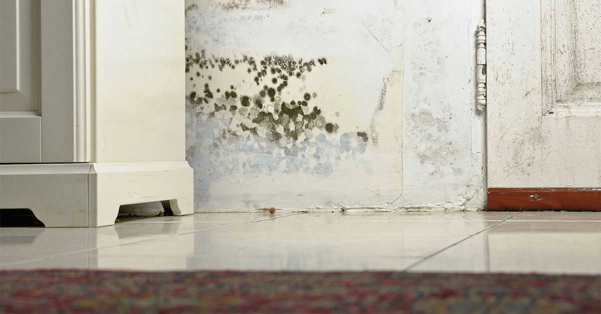 Can Black Mold Kill You in 2025? Understanding the Risks and Costs