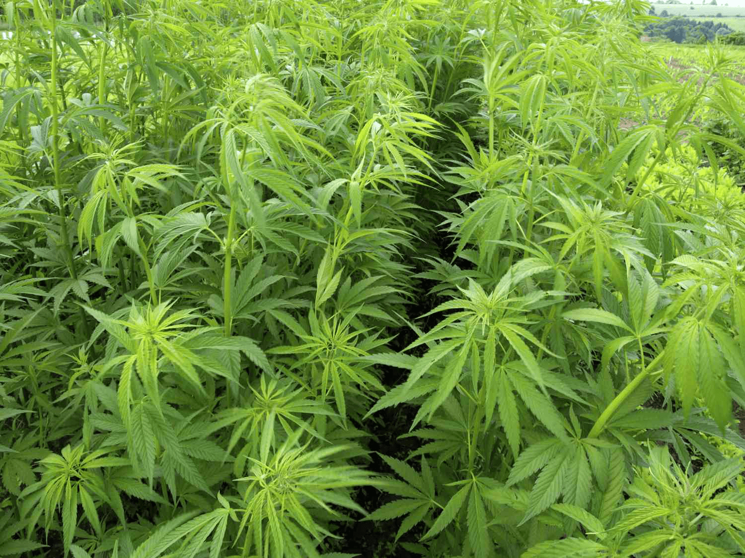 Top 5 Cannabis Stocks Recommended by Wall Street’s Leading Cannabis Analyst