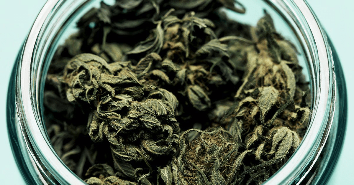 Mengenal Aroma Unik Ganja: Sebelum dan Sesudah Dibakar