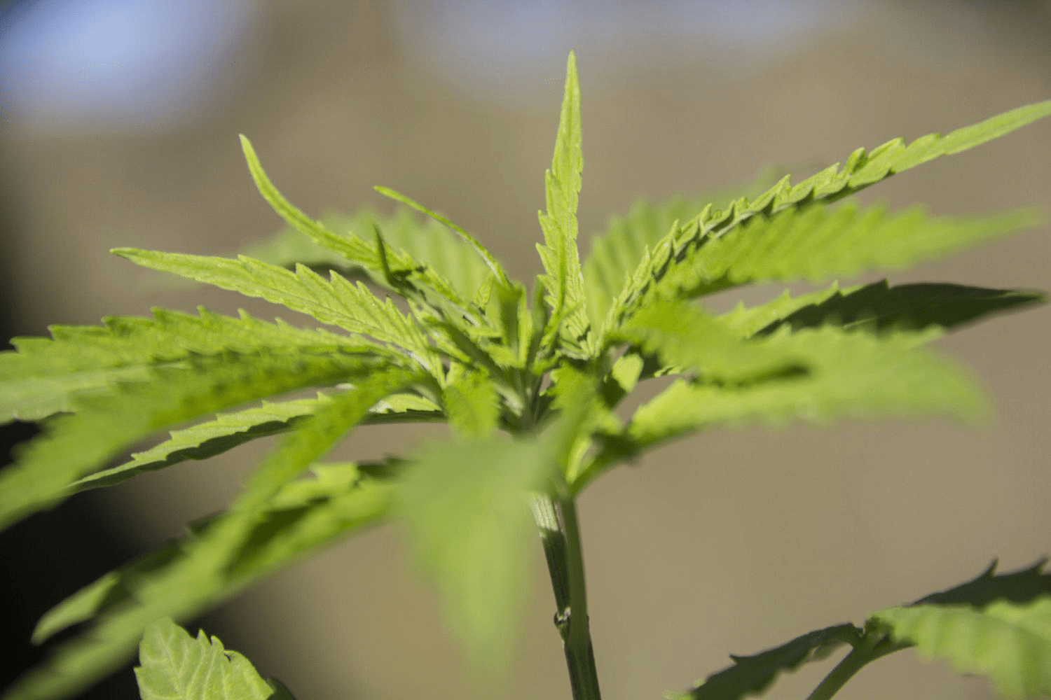 Cannabis Short Interest Hits $5.1 Billion in 2019: Key Stocks Under Pressure