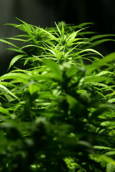 Curaleaf: Cannabis Bozorida Yetakchilikka Intilmoqda