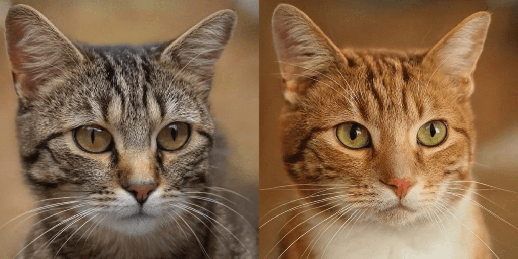 3D-нейросеть EG3D от NVIDIA