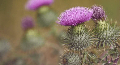 Milk Thistle for Breast Cancer in 2025: Benefits, Research, and Price Insights