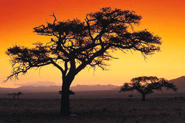 Invest in Africa 2025: Top Opportunities & Prices to Know