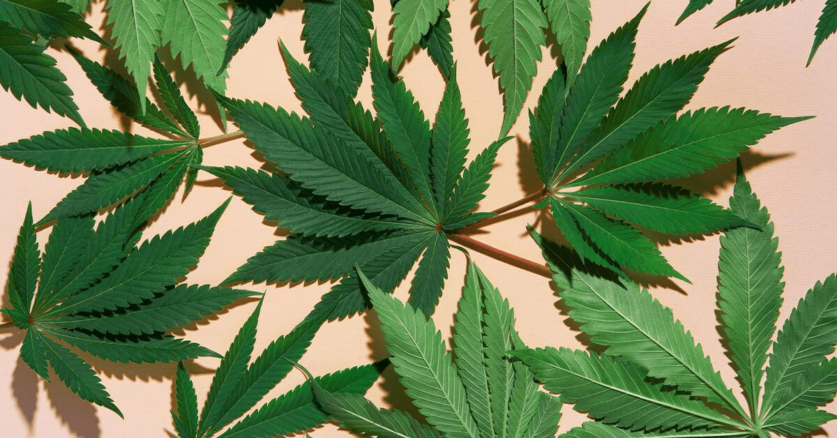 2025 Affordable Cannabis Solutions for Arthritis Pain Relief: Does It Really Work?