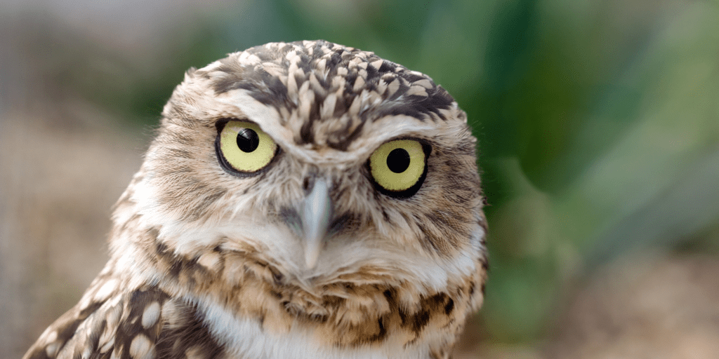 Темная сторона высокого интеллекта: вызовы и открытия