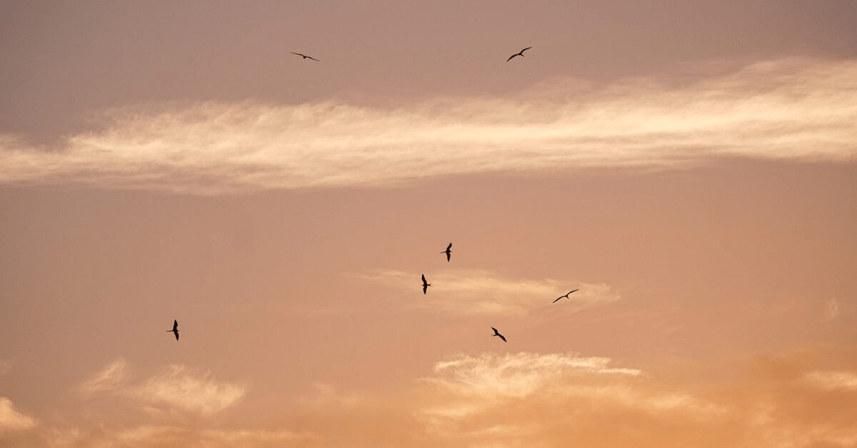 Rahasia Tidur yang Sehat: Menjadi Burung Hantu atau Burung Pagi?