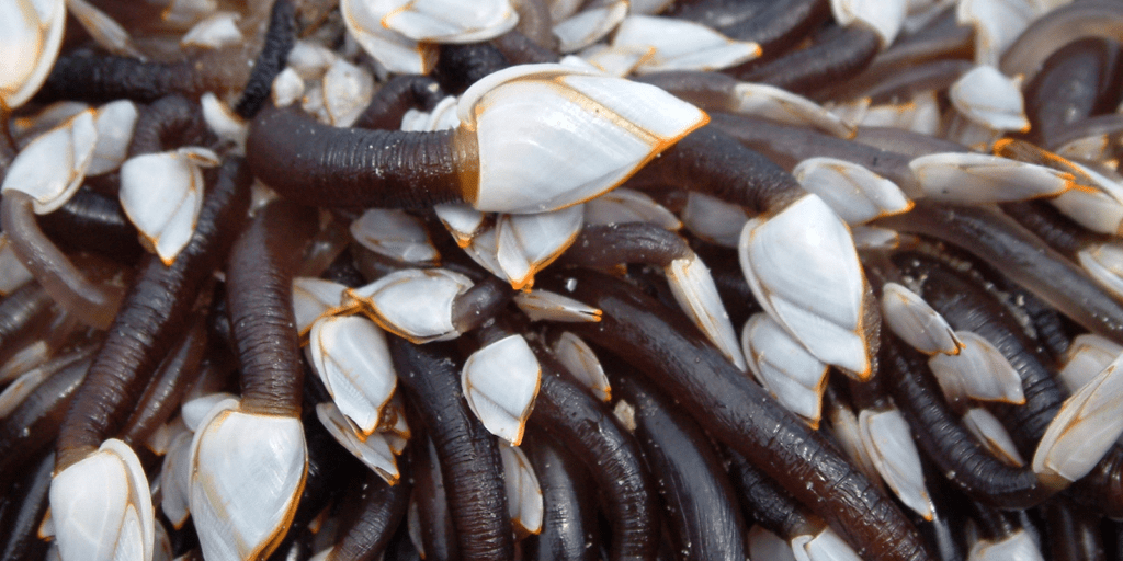 Необычная находка на берегу: семья из Великобритании обнаружила тысячи загадочных морских созданий