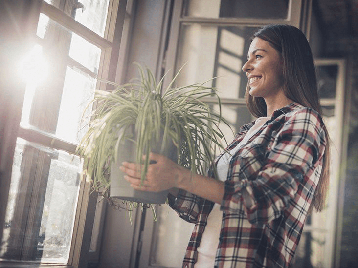 Do Indoor Plants Really Clean Your Air?