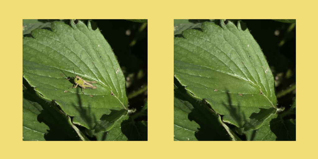 Cleanup.pictures: A Fast and Free Online Tool to Remove Objects from Photos