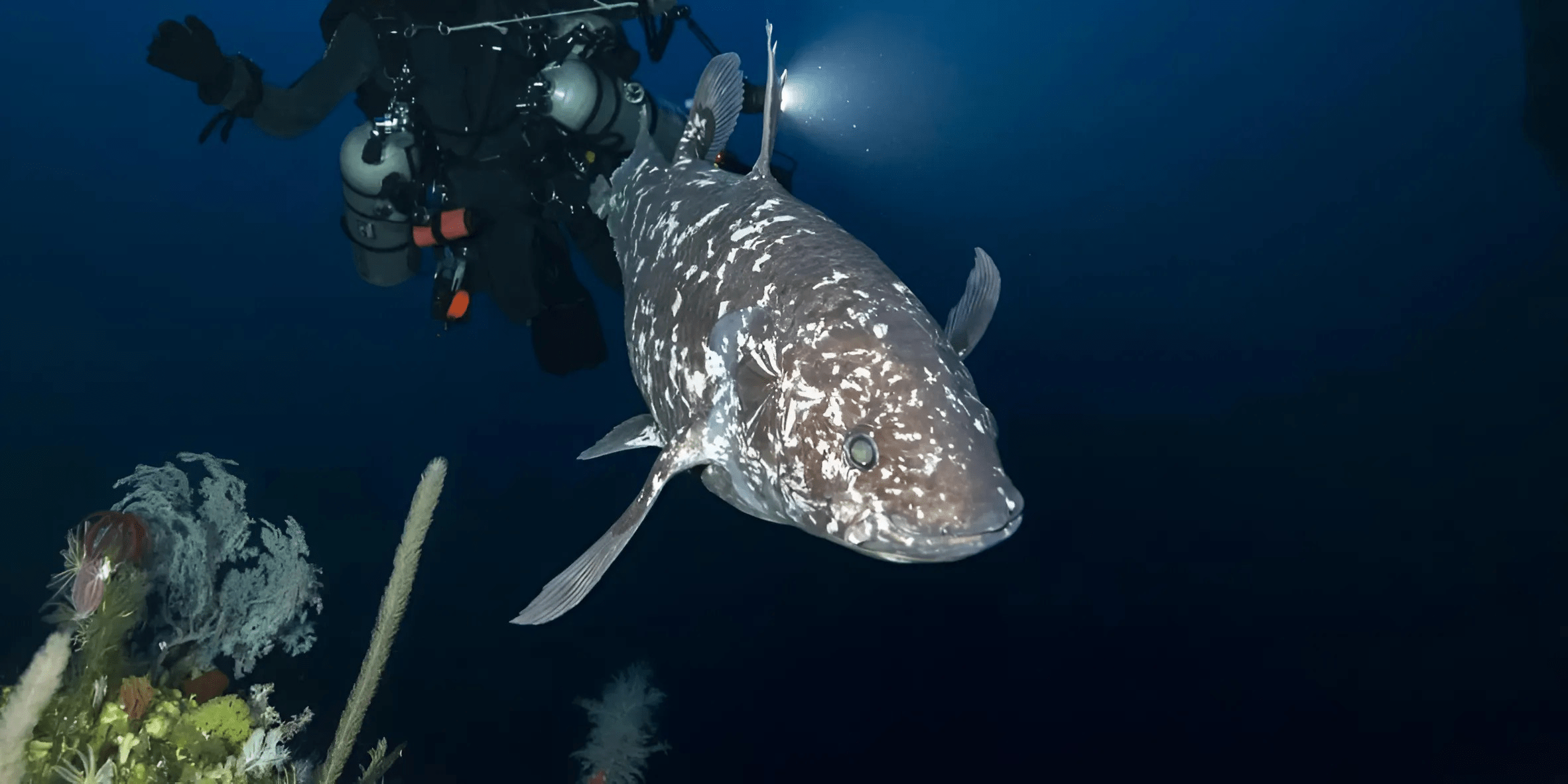 Удивительное открытие: живая латимерия раскрывает тайны древних морей