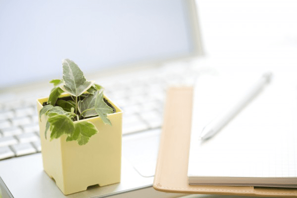 Как комнатные растения на рабочем столе повышают вашу эффективность