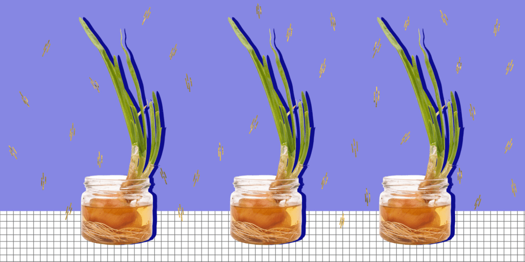 Easy Tips to Grow Fresh Green Onions on Your Windowsill
