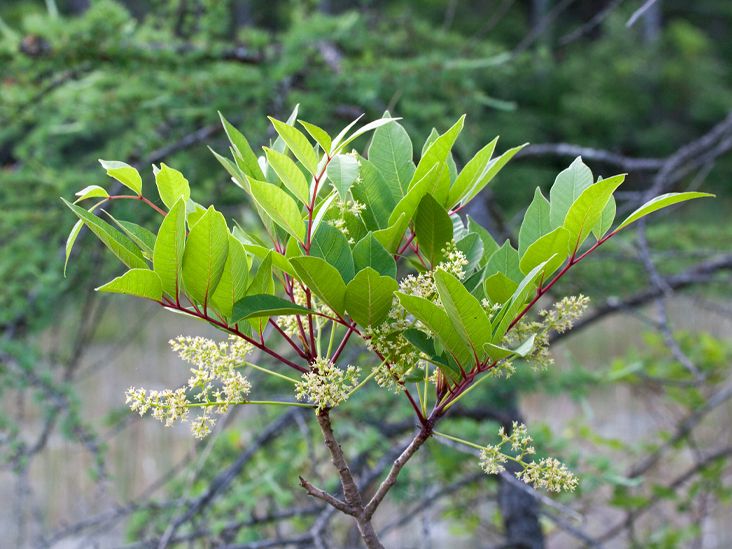 Опасный ядовитый сумах: как распознать и защититься от кожной аллергии