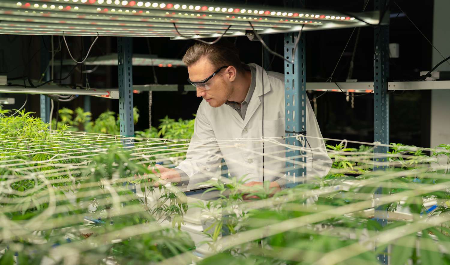 Top Cannabis Stocks to Watch in Q4 2023: Prices and Growth Insights