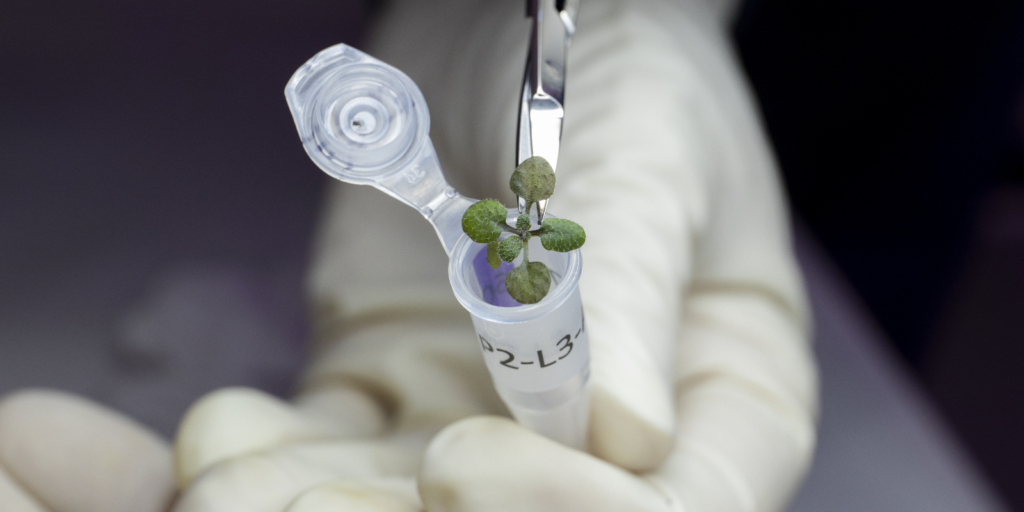 Scientists Achieve Breakthrough by Growing Flowers in Lunar Soil