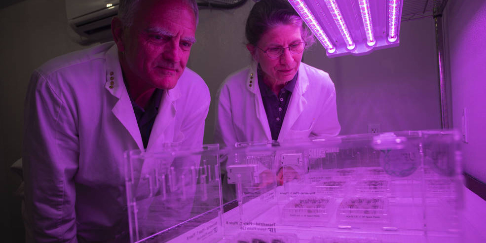 Scientists grow flowers in lunar soil for the first time