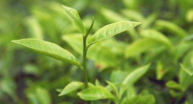 Эффективность масла чайного дерева при псориазе: мифы и реальность