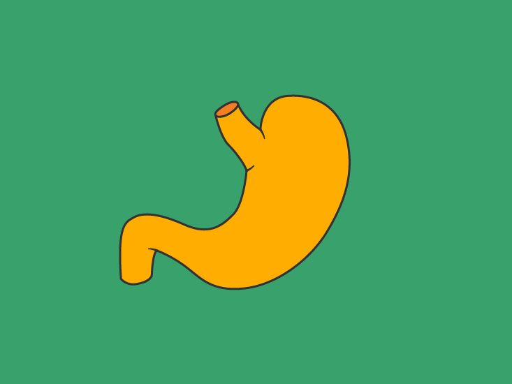 Удивительный мир восходящей ободочной кишки: строение и функции