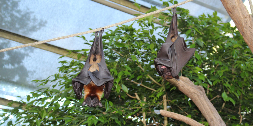 Опасный вирус Хендра: новая угроза от летучих лисиц