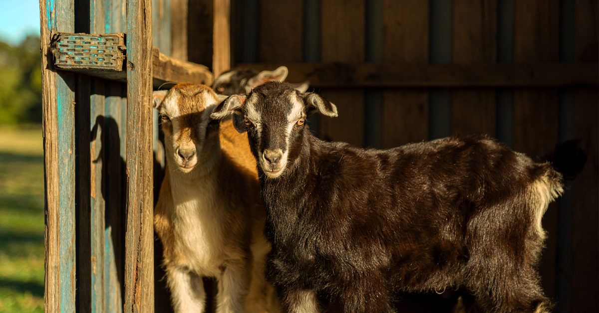 Rahasia Susu Kambing untuk Bayi: Pilihan Sehat atau Tidak?