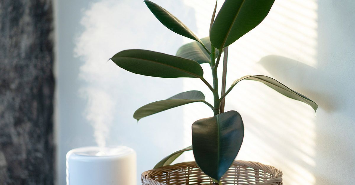 Как выбрать между увлажнителем и осушителем воздуха: ключевые отличия и польза для здоровья