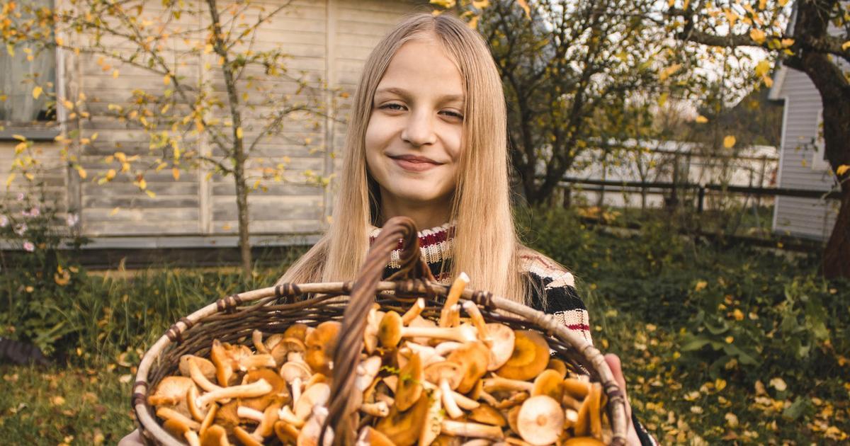 Panduan Lengkap Membedakan Jamur Kuping Asli dan Palsu di Hutan