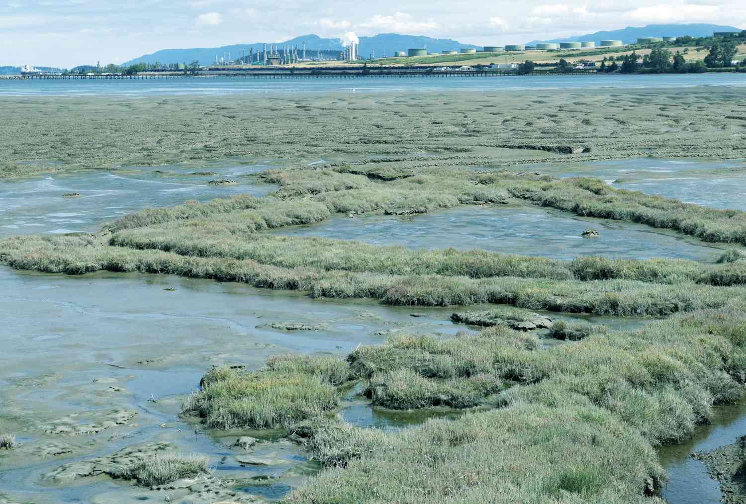 Эффективные Решения для Сохранения Природы: Введение в Митигейшн-Банкинг