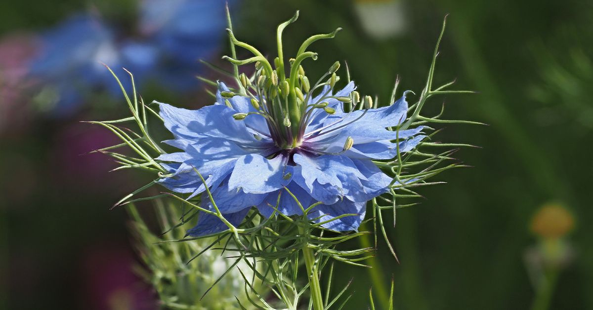 Черное масло тмина: секреты здоровья и красоты