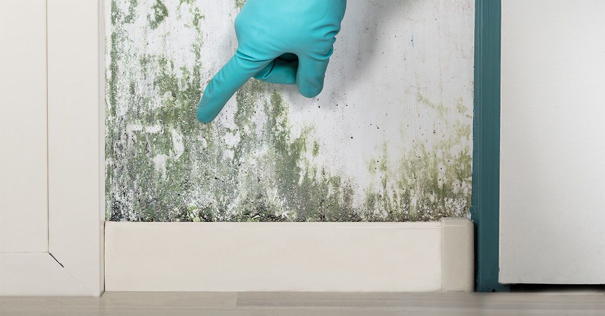 Can Mold Affect Your Health? Key Signs of Mold Exposure