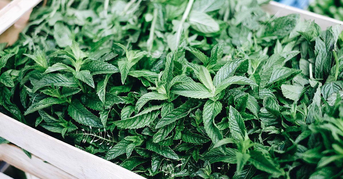 Mint Allergy in 2025: Symptoms, Diagnosis, Treatment & Avoidance Tips