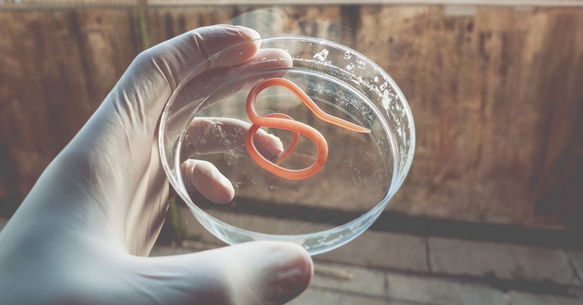 Innovative Helminthic Therapy for Managing Crohn’s Disease