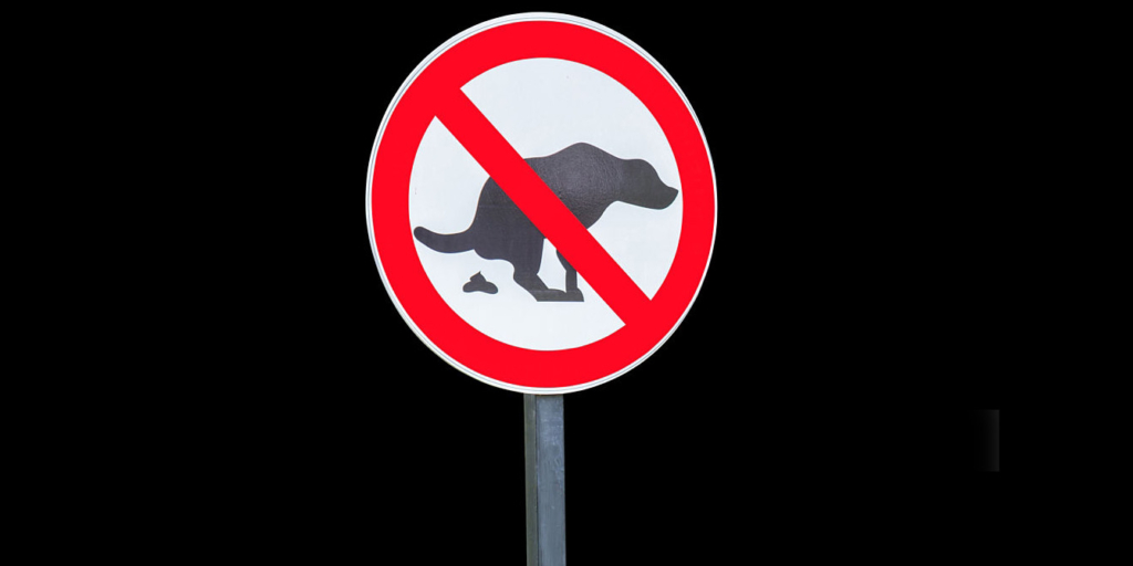 Itlaringiz uchun javobgarlik: it chiqindilarini tozalash odatlaringiz qanday?