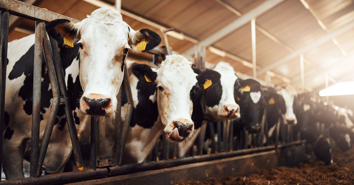 Птичий грипп и молоко: насколько безопасно пить молочные продукты?