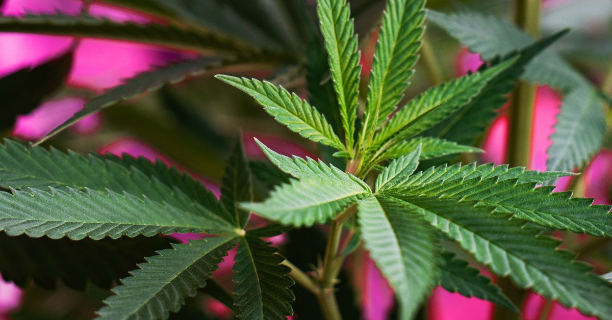Unlocking the Potential of Cannabis for Lupus Relief: What You Should Know