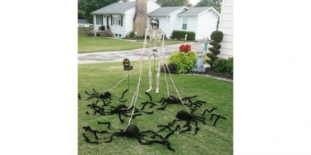 Пауки на участке