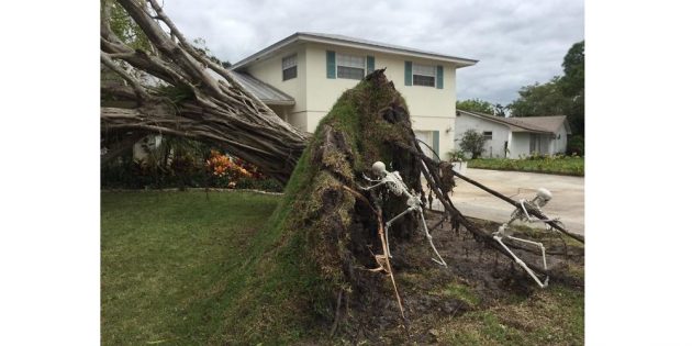 Упавшее дерево в декоре