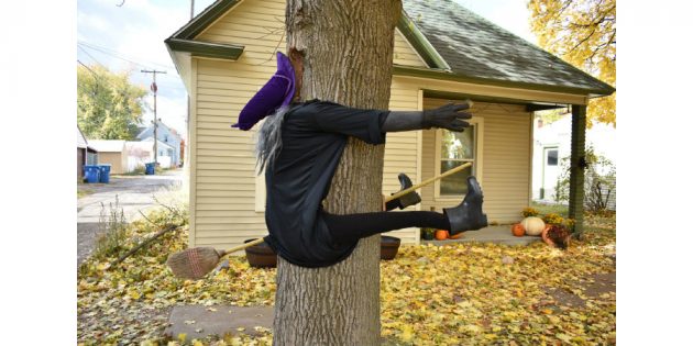 Ведьма в дереве