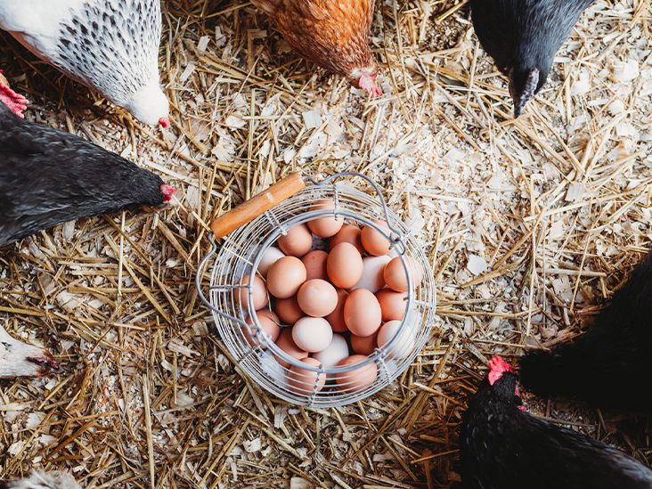 Rahasia Nutrisi Telur: Apakah Telur Bebas Bebas Lebih Sehat?