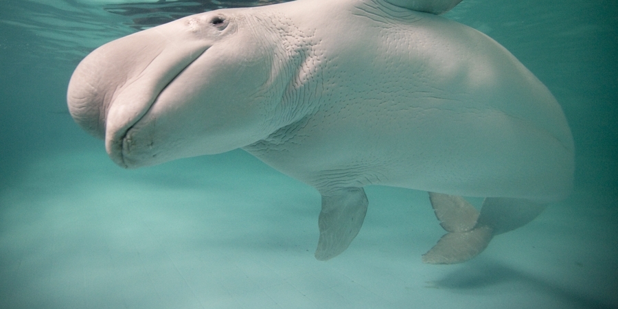 Incredible Rescue: Beluga Whale Returns Lost iPhone from the Water